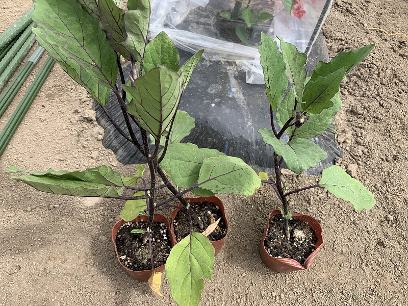 f:id:tomtom1ono:20210515204333j:plain