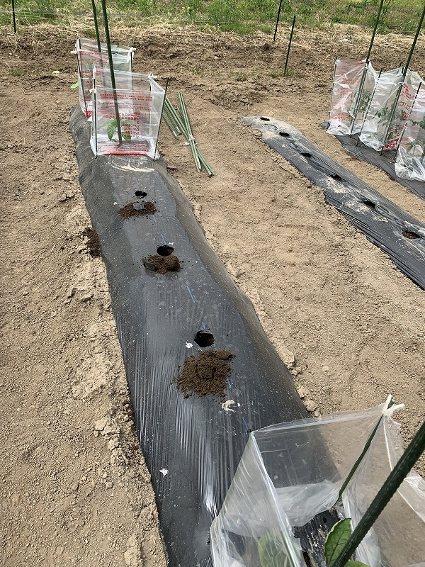 f:id:tomtom1ono:20210515204348j:plain