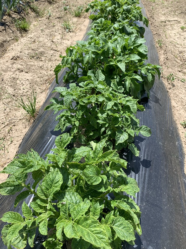 f:id:tomtom1ono:20210515221838j:plain