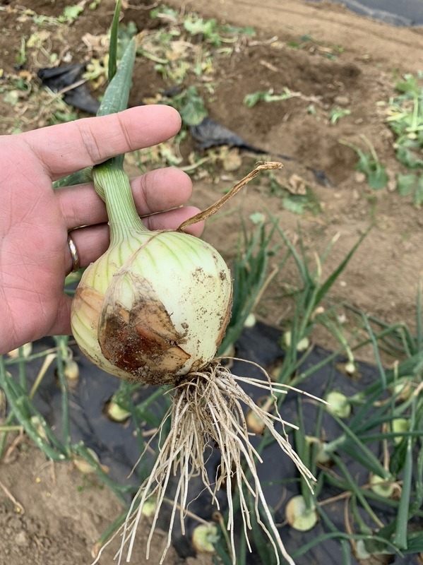 f:id:tomtom1ono:20210515222132j:plain