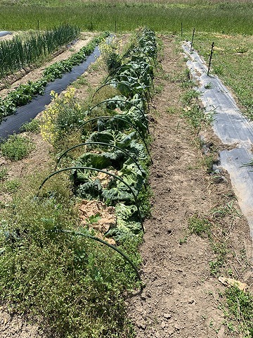 f:id:tomtom1ono:20210515222749j:plain