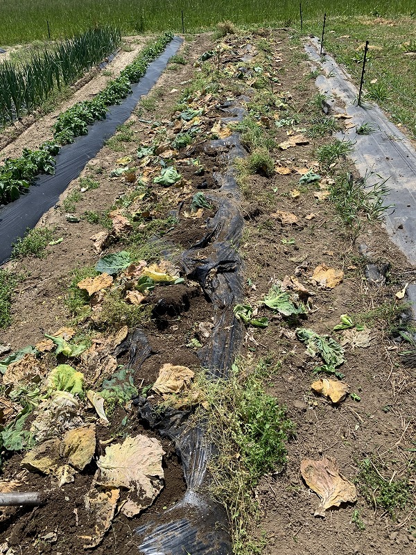 f:id:tomtom1ono:20210515223119j:plain