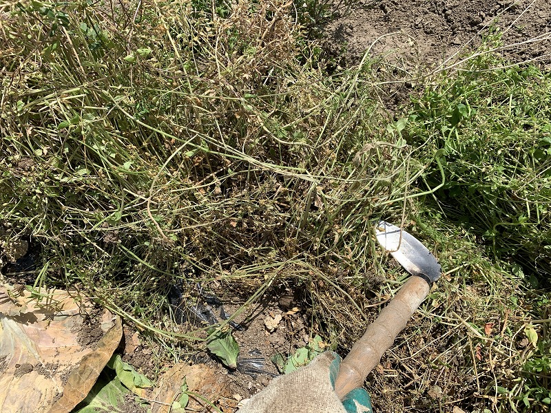 f:id:tomtom1ono:20210515223157j:plain