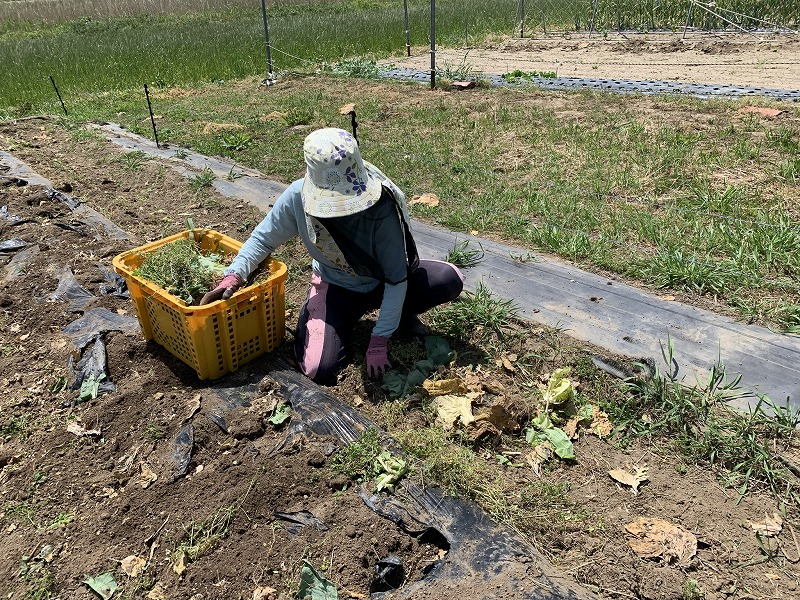 f:id:tomtom1ono:20210515223303j:plain