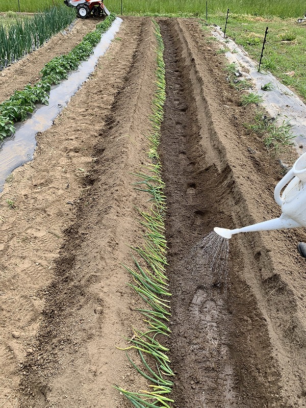 f:id:tomtom1ono:20210515224352j:plain