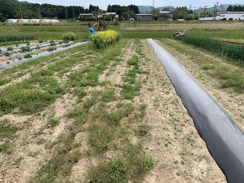 f:id:tomtom1ono:20210515224605j:plain