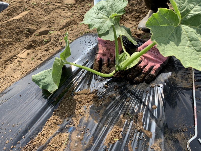 f:id:tomtom1ono:20210515224935j:plain