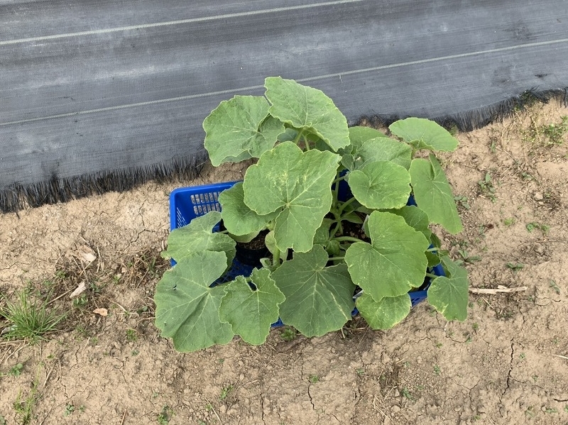 f:id:tomtom1ono:20210515225103j:plain