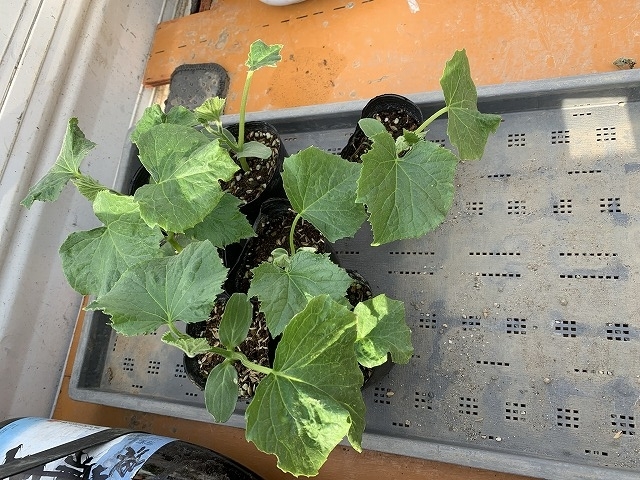 f:id:tomtom1ono:20210525203757j:plain