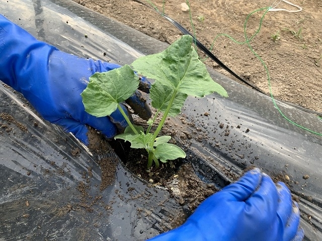 f:id:tomtom1ono:20210525203836j:plain