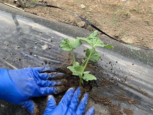 f:id:tomtom1ono:20210525203843j:plain