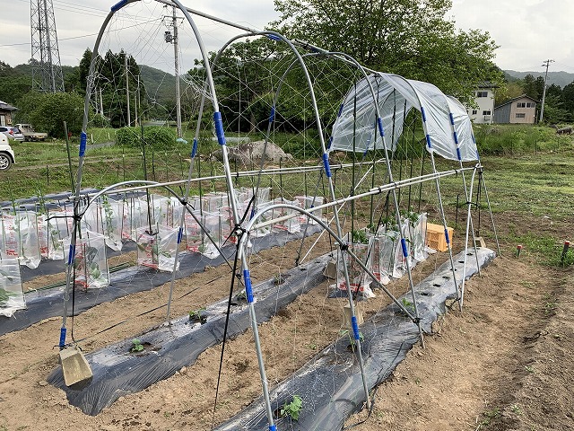 f:id:tomtom1ono:20210525205633j:plain