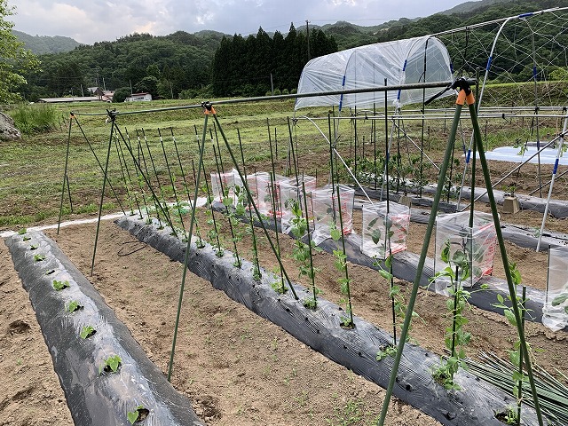 f:id:tomtom1ono:20210525205856j:plain