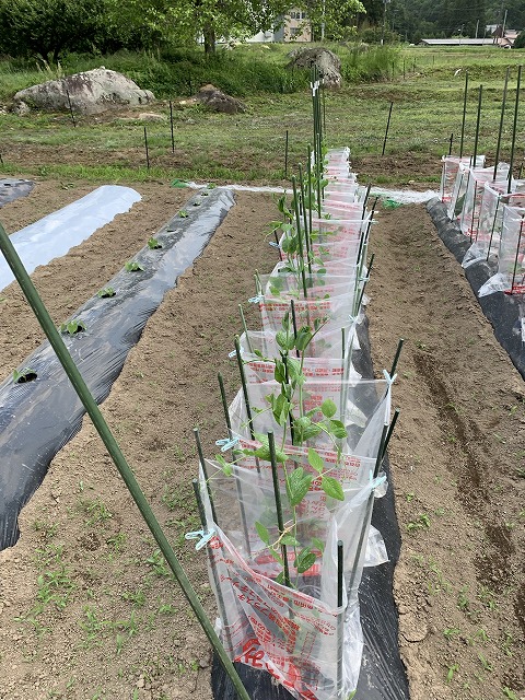 f:id:tomtom1ono:20210525205913j:plain