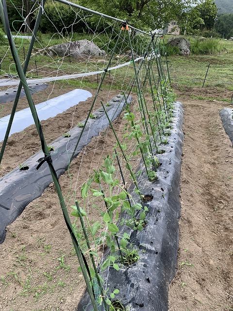 f:id:tomtom1ono:20210525210344j:plain