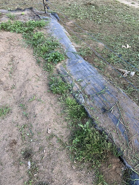 f:id:tomtom1ono:20210530205545j:plain