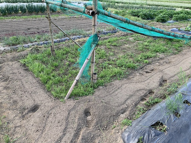 f:id:tomtom1ono:20210530205604j:plain