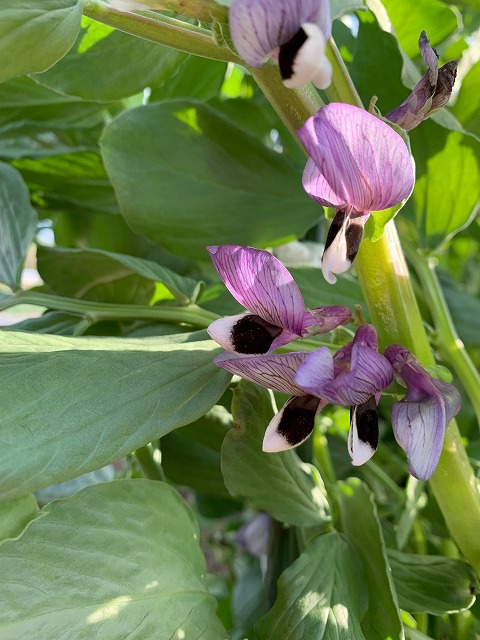 初夏の野菜の収穫 ーその2 そら豆の収穫とお料理 Tomのブログ