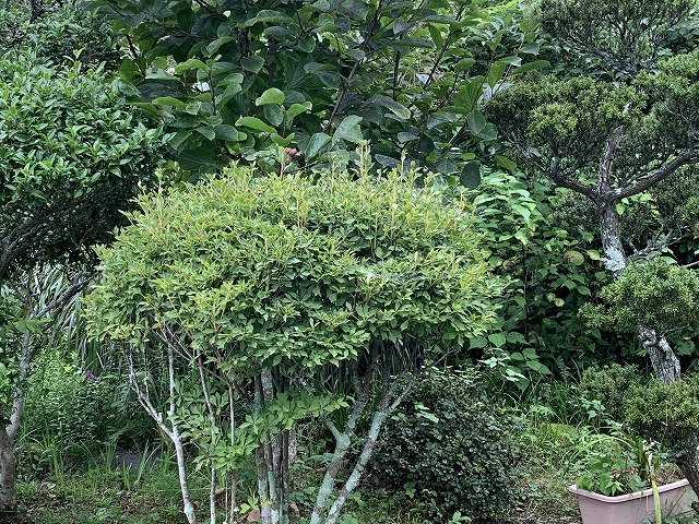 今日は、『植木屋さん』で庭のメンテナンス - TomのブログⅡ