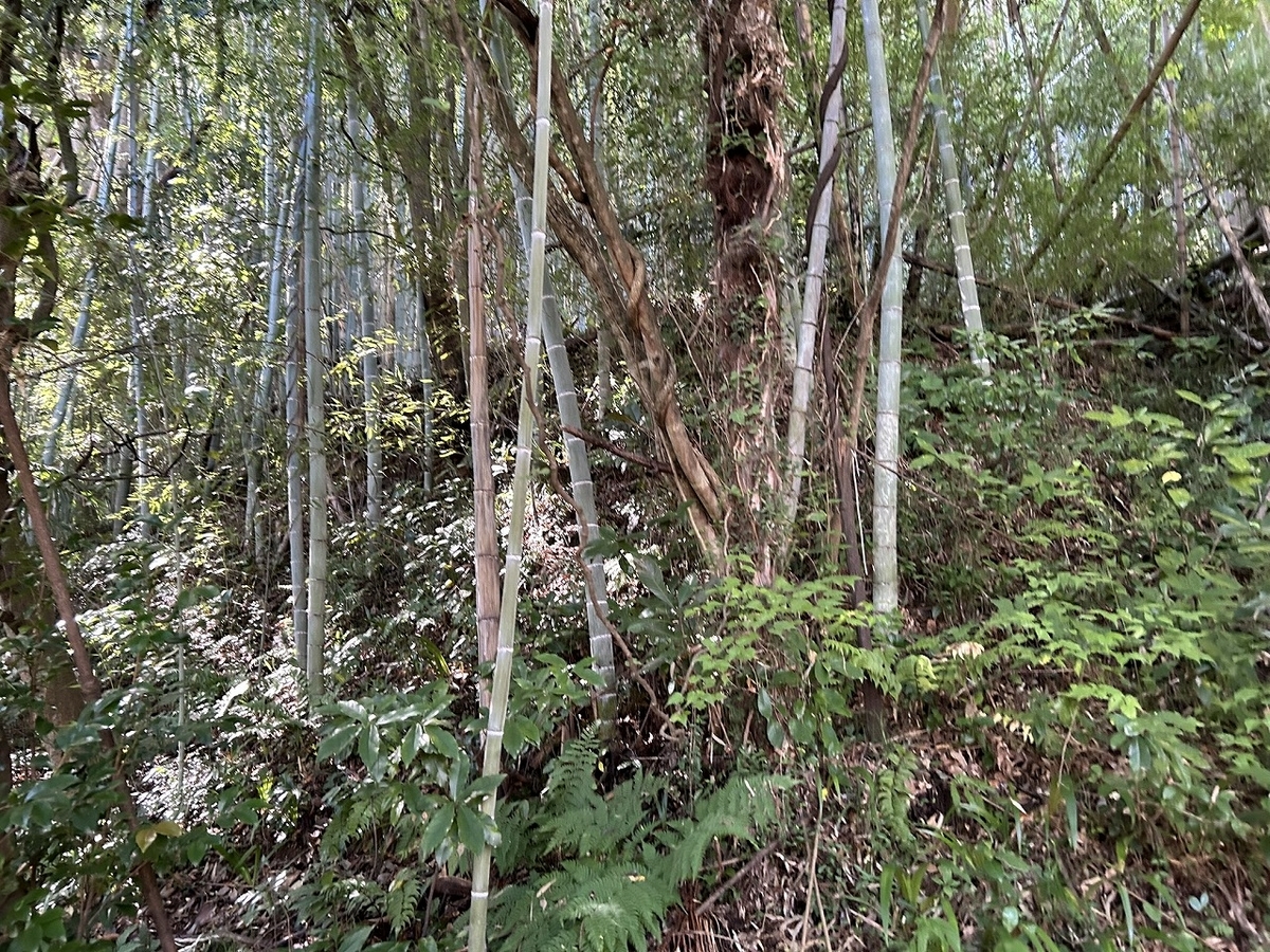敷地に侵入してきた竹の始末 - TomのブログⅡ
