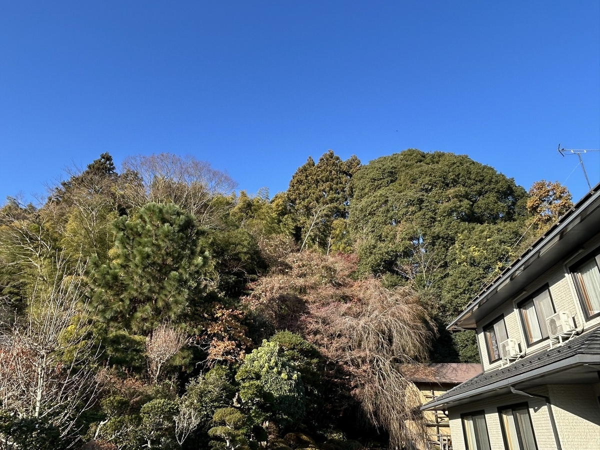 竹の伐採、承ります。 竹伐採承ります！群馬県内全域対応可！ (島田造園) 高崎の剪定/造園の