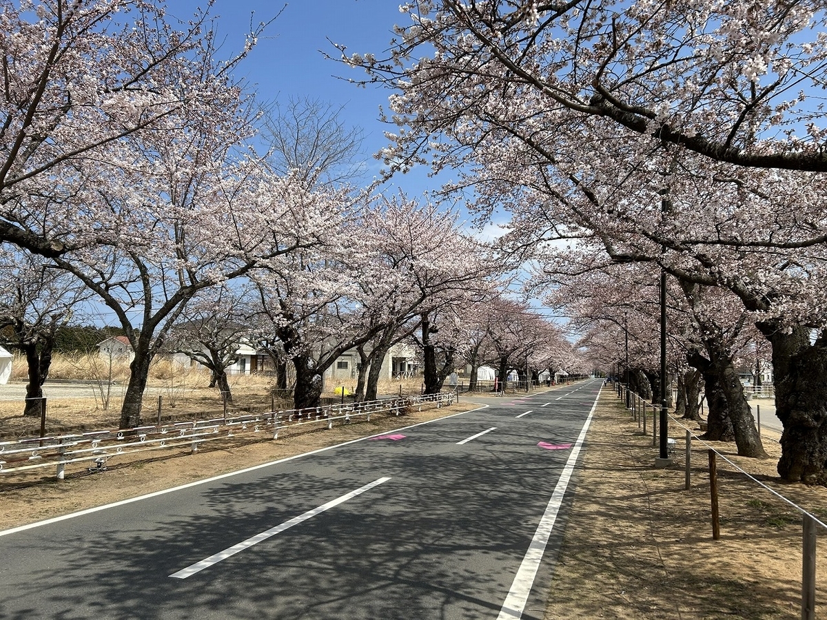 今日は福島県富岡町の『夜の森公園』の花見を堪能！ - TomのブログⅡ