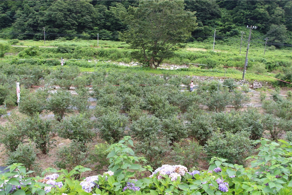 f:id:tomtom_com:20190805125751j:image f:id:tomtom_com:20190805125751j:image