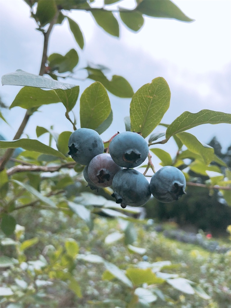 f:id:tomtom_com:20190805130148j:image f:id:tomtom_com:20190805130148j:image