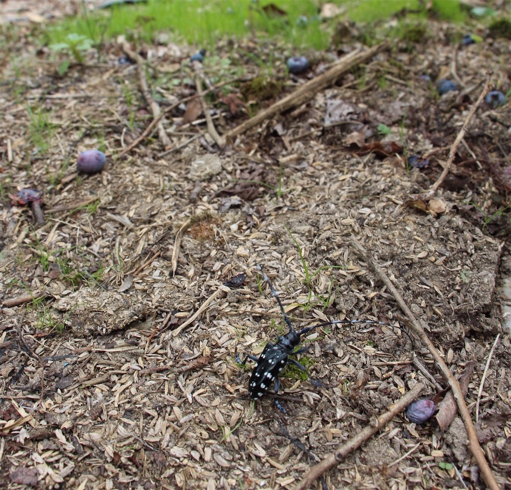 f:id:tomtom_com:20190805130514j:image f:id:tomtom_com:20190805130514j:image