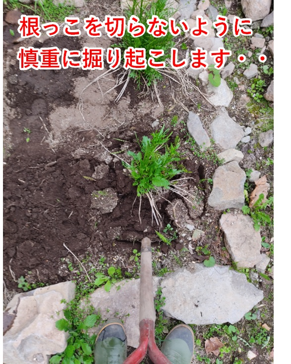 f:id:tomtomriverblog:20210520160503p:plain