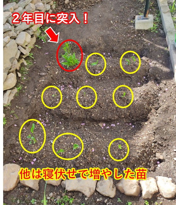 f:id:tomtomriverblog:20210520161814p:plain