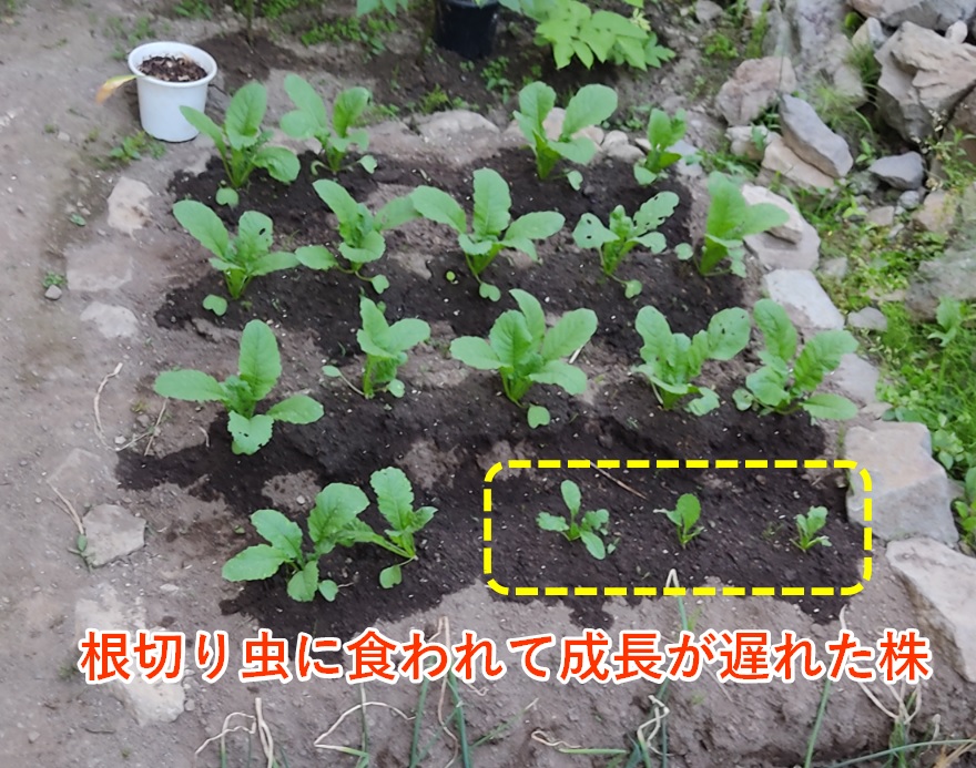 f:id:tomtomriverblog:20210906134608j:plain