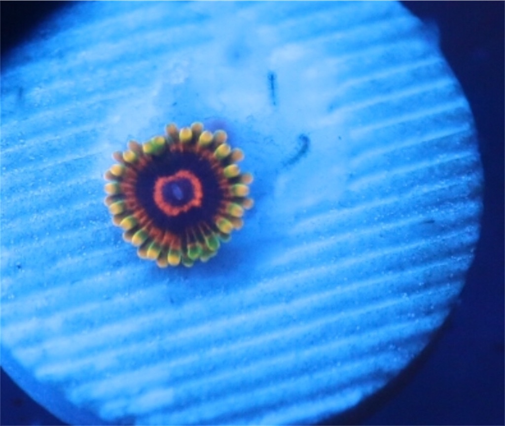 色味の違うUSAマメスナMindtrickマインドトリック 【Reef Mirror