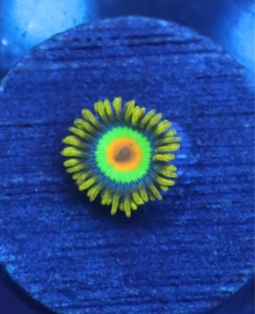 マメスナギンチャク Rasta