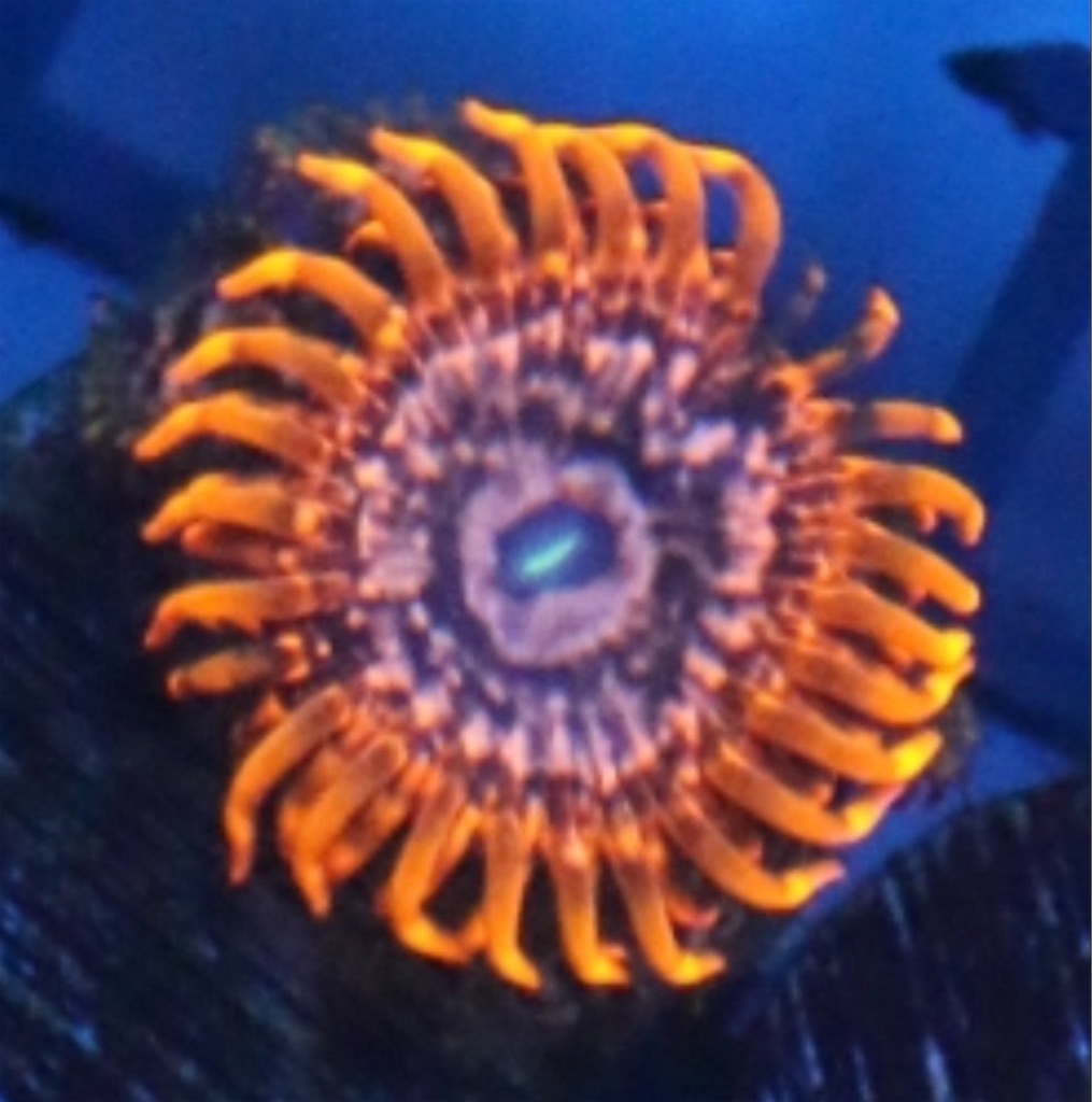 Yahoo!オークション の落札 (熱帯魚) マメスナ」海水魚 「usa マメスナ 