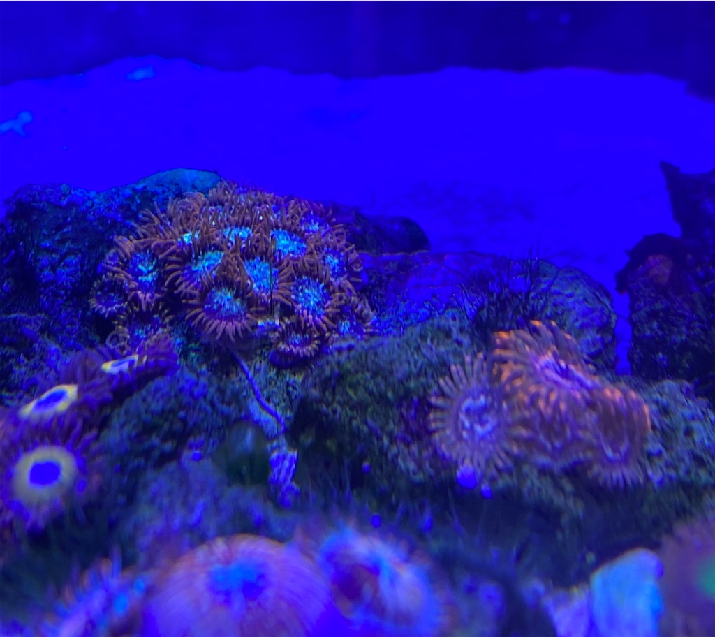 マメスナ　コロニー USAマメスナコロニー(特大)