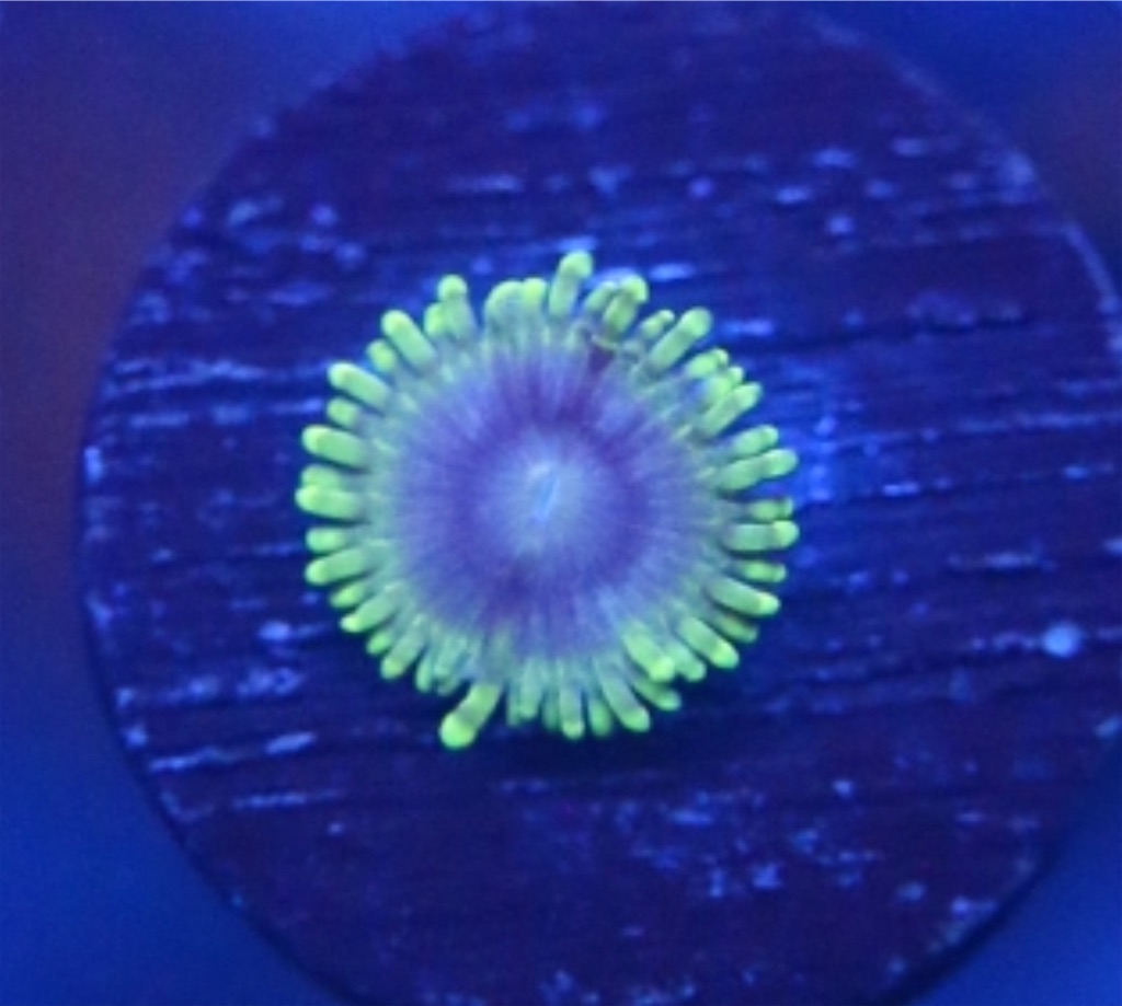 初めて脳ドックを受診してきました｜USAマメスナ ブルーリノ USAマメスナ通販専門店 Reef Mirror Servers（リーフ