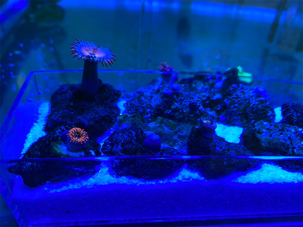 ソフトコーラルとは 動植物の人気 最新記事を集めました はてな