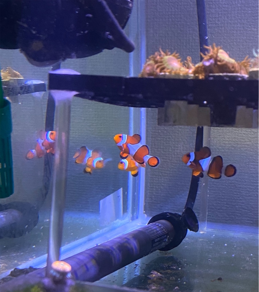 スターポリプとカクレクマノミ着水❗️ - USAマメスナ通販専門店 Reef