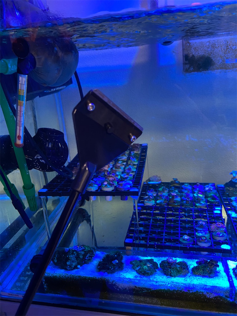 マメスナ水槽をひたすら掃除しています - USAマメスナ通販専門店