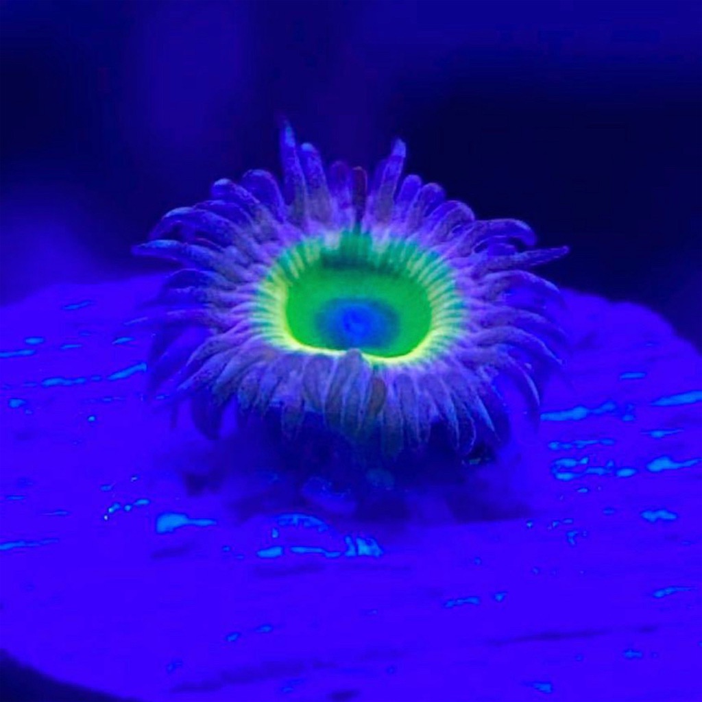 マメスナ　コロニー Yahoo!オークション -「コロニー」(熱帯魚) (魚類、水生生物)の