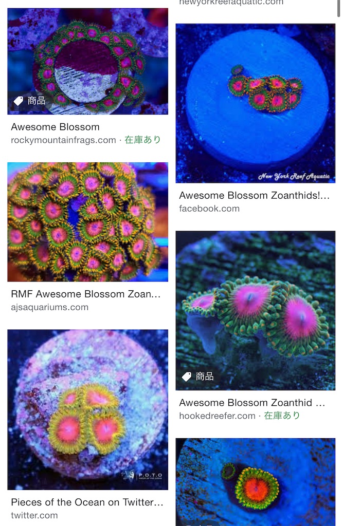 2種類ある？USAマメスナ Awsome blossom zoa(オウサムブロッサム) USAマメスナ通販専門店 Reef Mirror