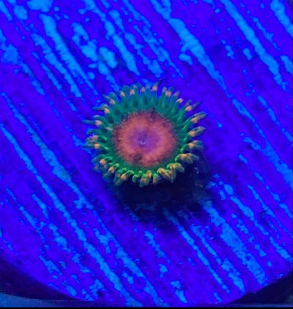 2種類ある？USAマメスナ Awsome blossom zoa(オウサムブロッサム) USAマメスナ通販専門店 Reef Mirror