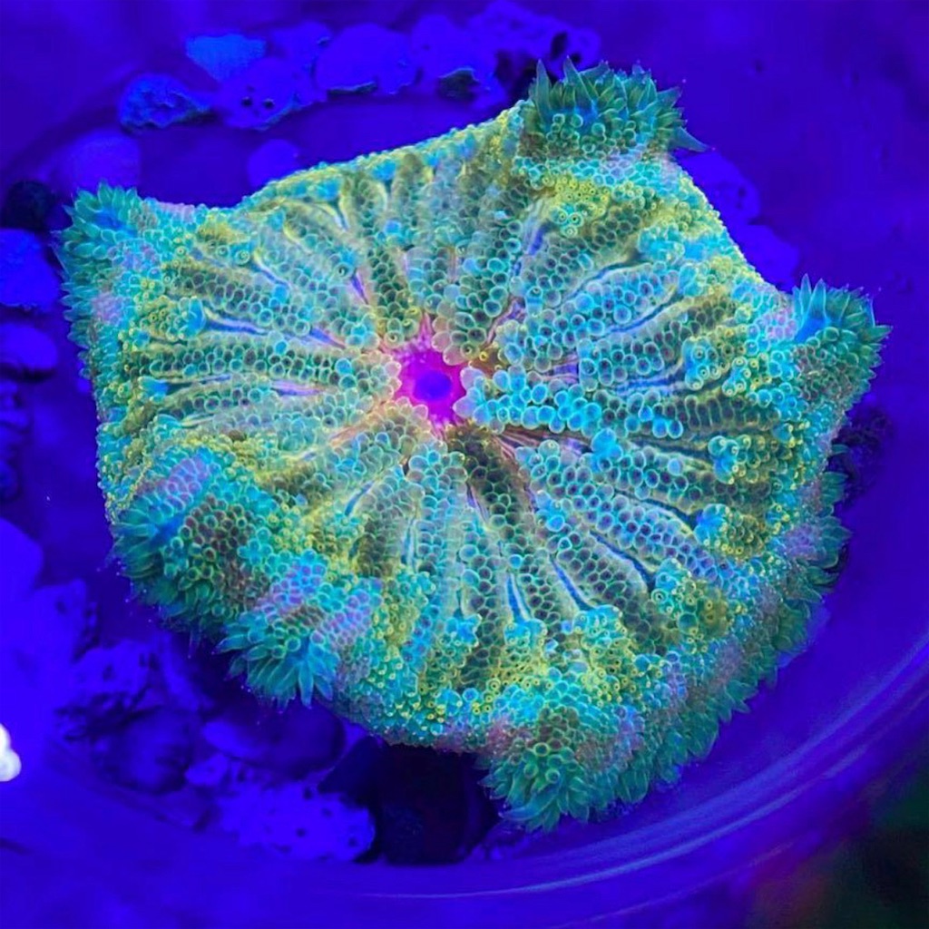 激レア中の激レア❗️Rainbow Pizza Anemone(レインボーピッザアネモネ