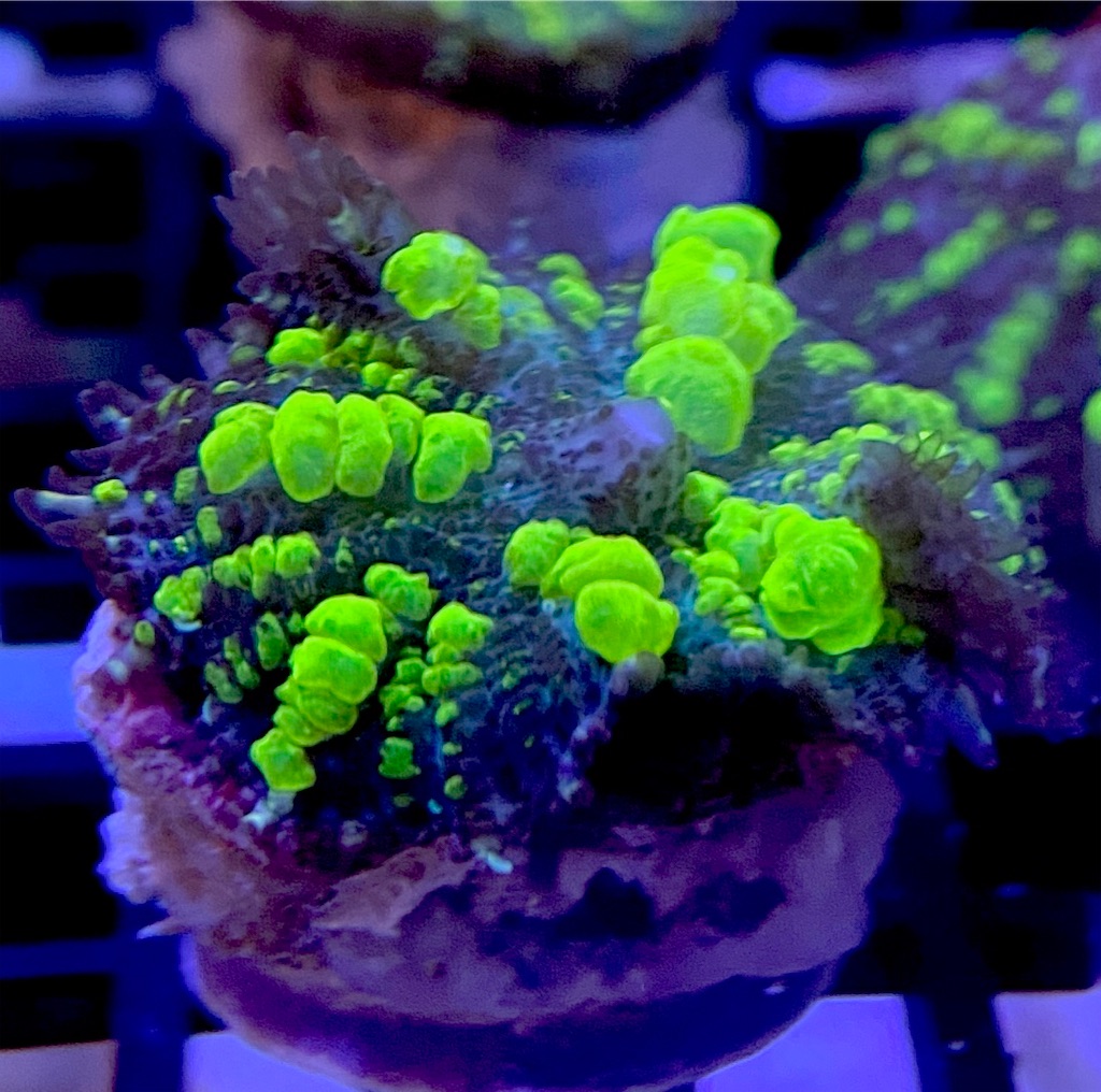 激レア❤️‍🔥Uranium Bounce Mushroom(ウラニウムバウンス