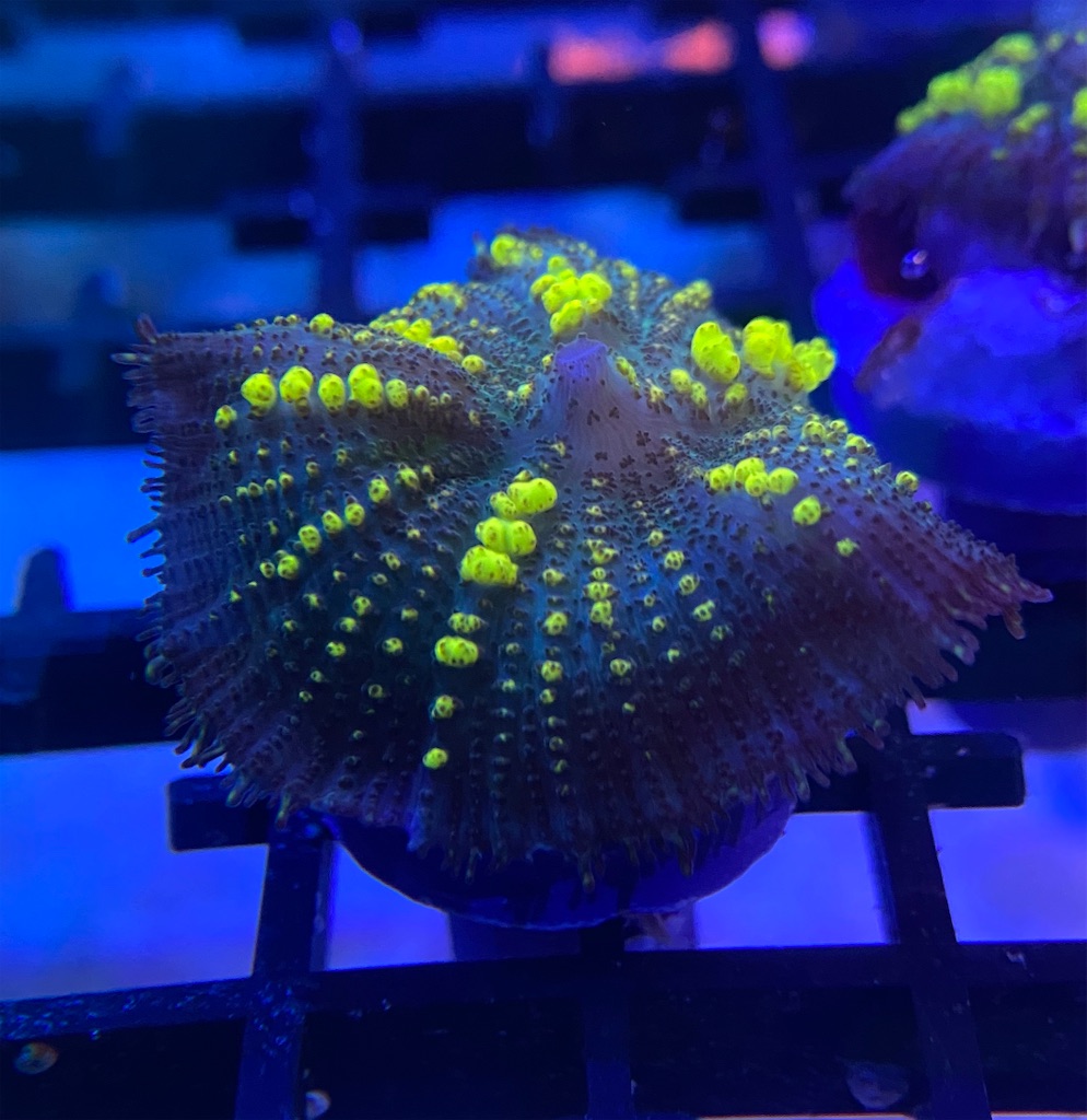 f:id:tomuyama1204:20220629223709j:image f:id:tomuyama1204:20220629223709j:image