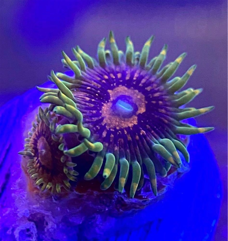 f:id:tomuyama1204:20220630110352j:image f:id:tomuyama1204:20220630110352j:image