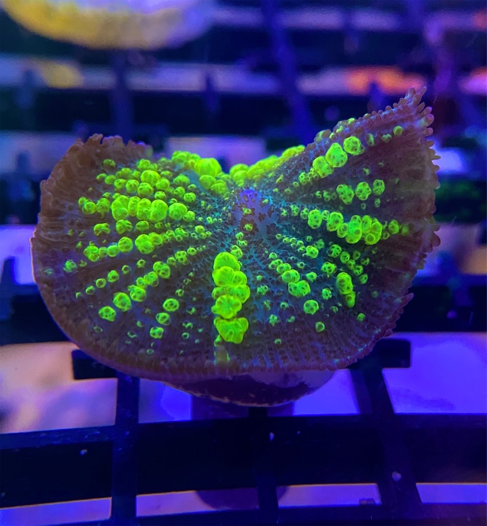 f:id:tomuyama1204:20220630165718j:image f:id:tomuyama1204:20220630165718j:image