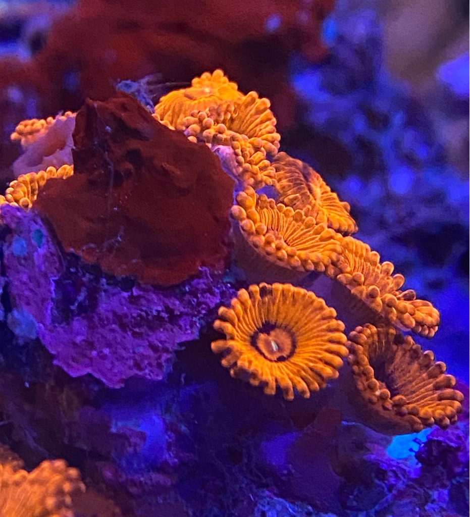 クレイジーレア❤️‍🔥Mulch color Bounce&Jawbreaker mushroom(マルチ