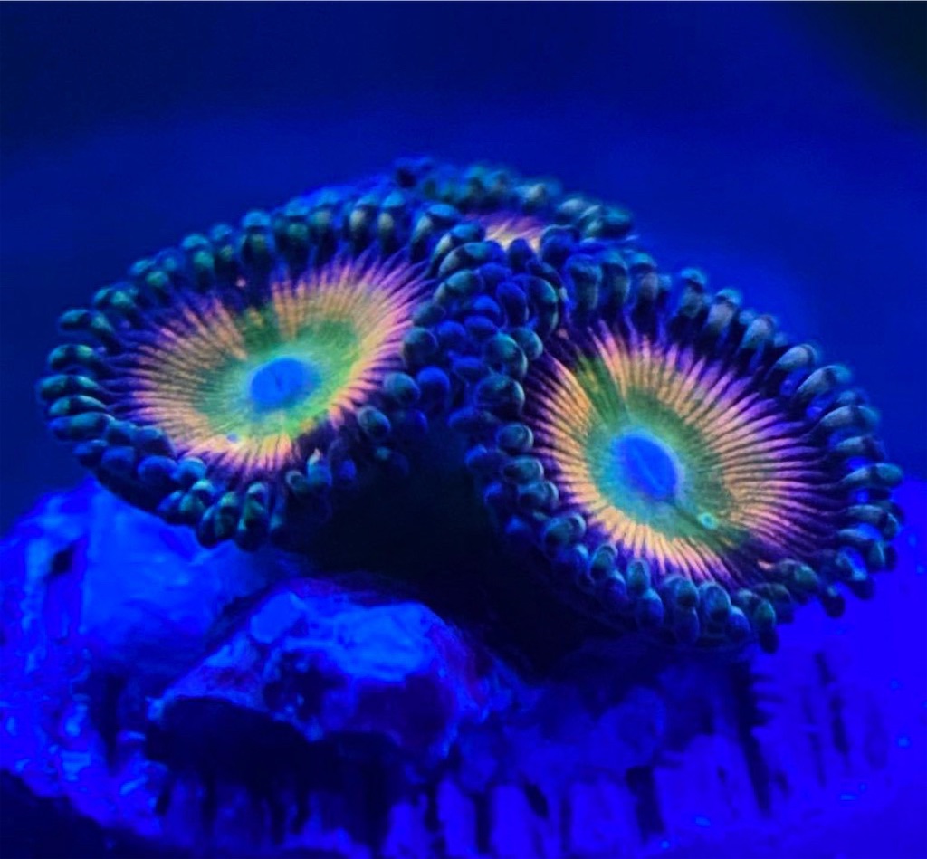 マメスナ　コロニー USAマメスナ スーパーサクラ コロニー - 海水魚専門店 ceppo
